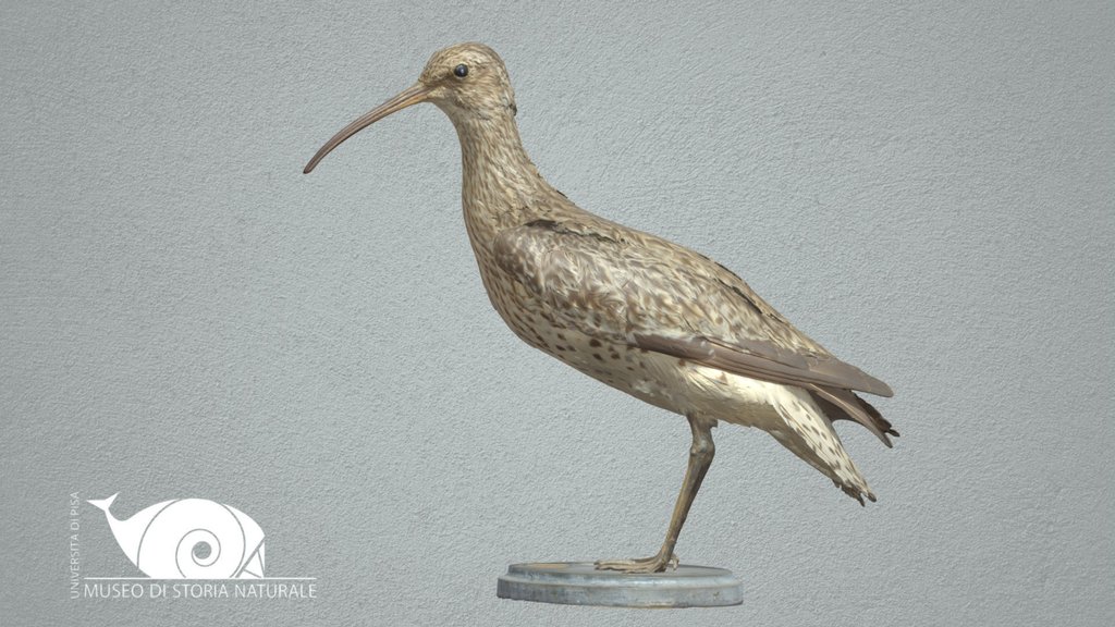 Extinct species - A 3D model collection by Natural History Museum ...