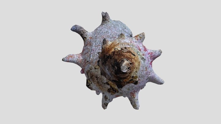 Baked turban shell 3D Model