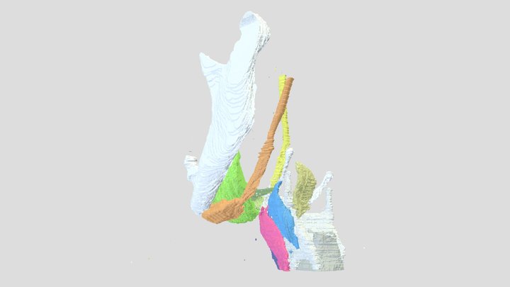 Hyoid & Floor of mouth muscles 3D Model