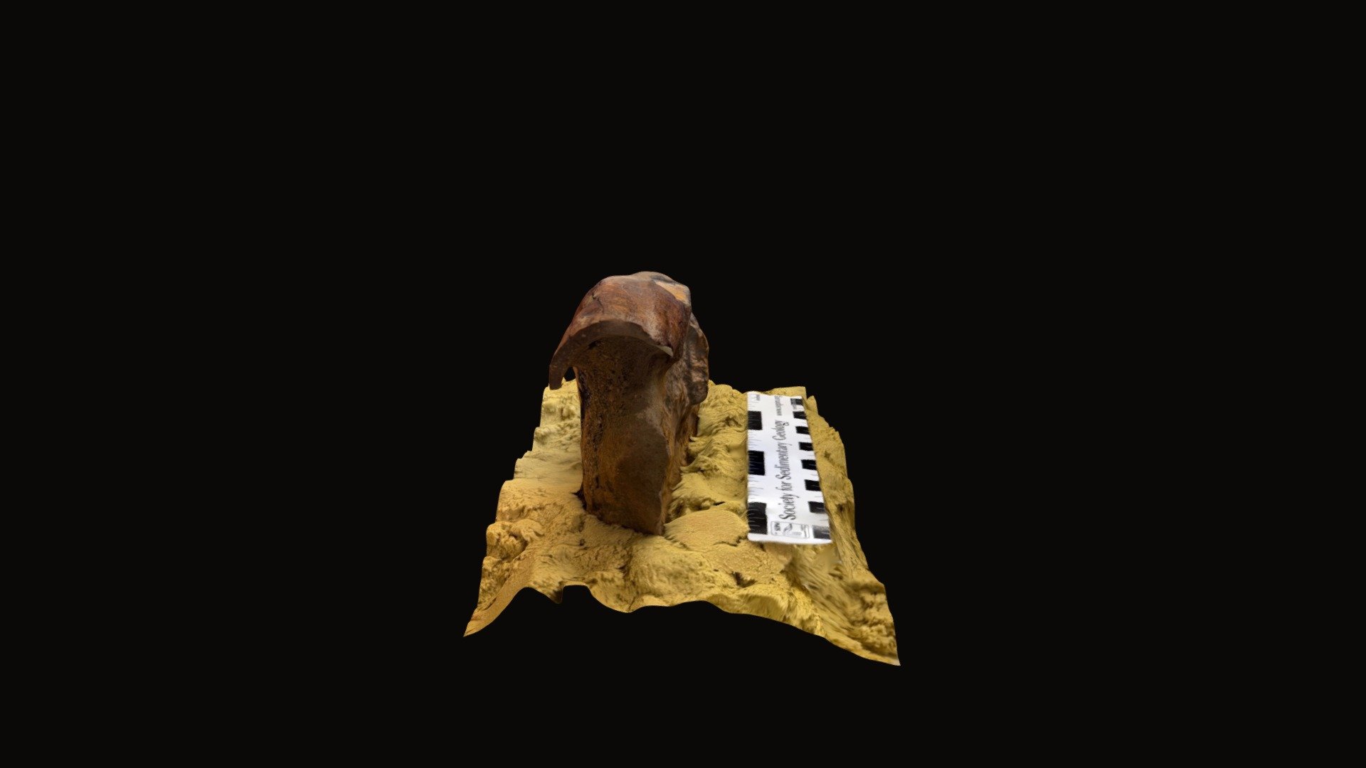Wahweap fossil