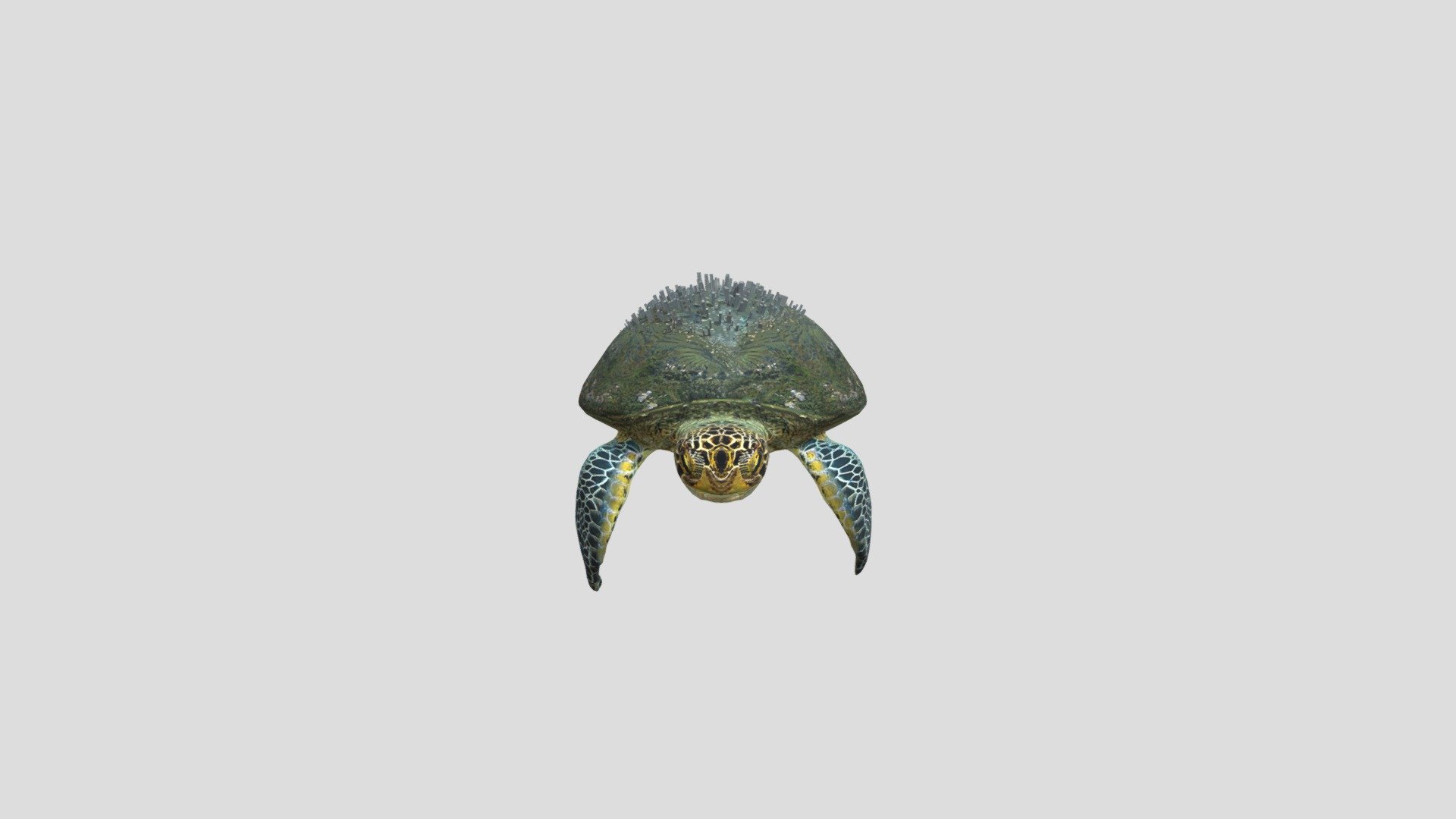 Turtle-B_mb_03