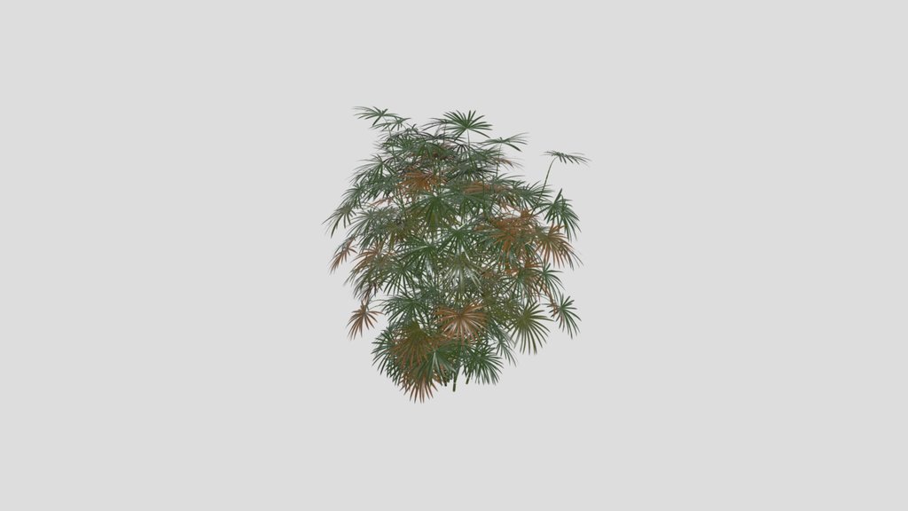 Rhapis Excelsa