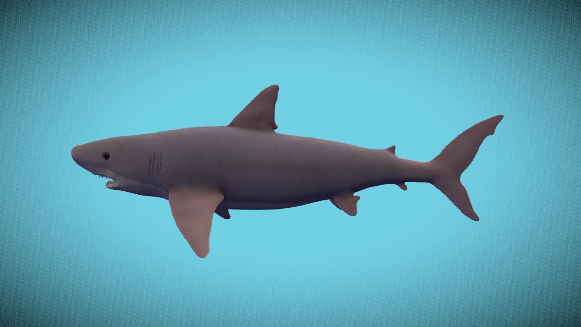 megalodon - 3D model by Austin Hol (@Austin_Hol) [478c5ad] - Sketchfab