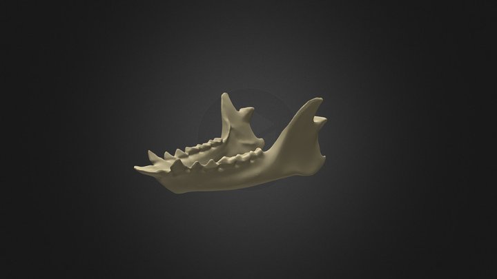 RingTailedLemur_mandible 3D Model