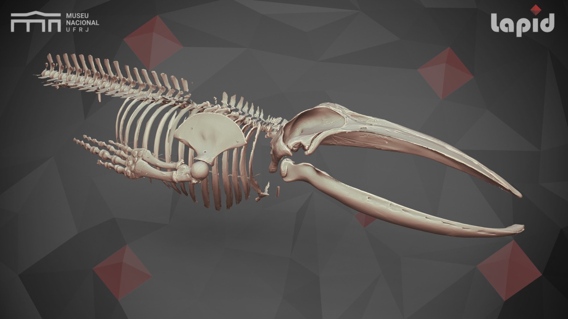 baleen whale skull