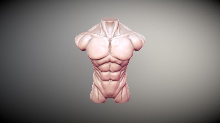 Male Torso Study 3D Model