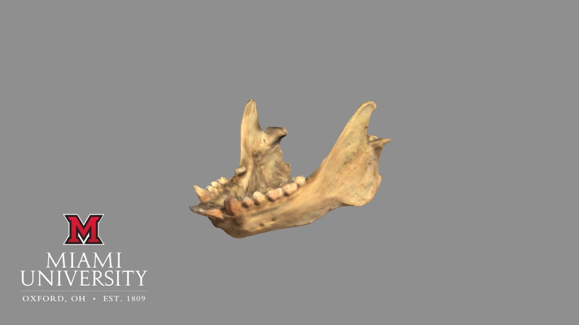 177694 Potto Mandible