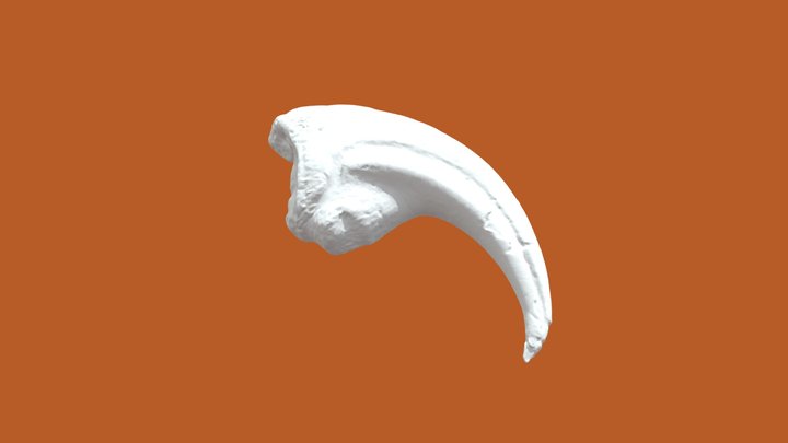 Mystery Fossil #1 3D Model