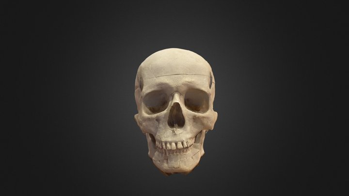 Modèle photogrammétrique d'un crâne 3D Model
