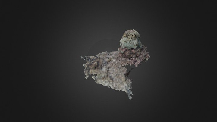 Favia 01 with texture 3D Model