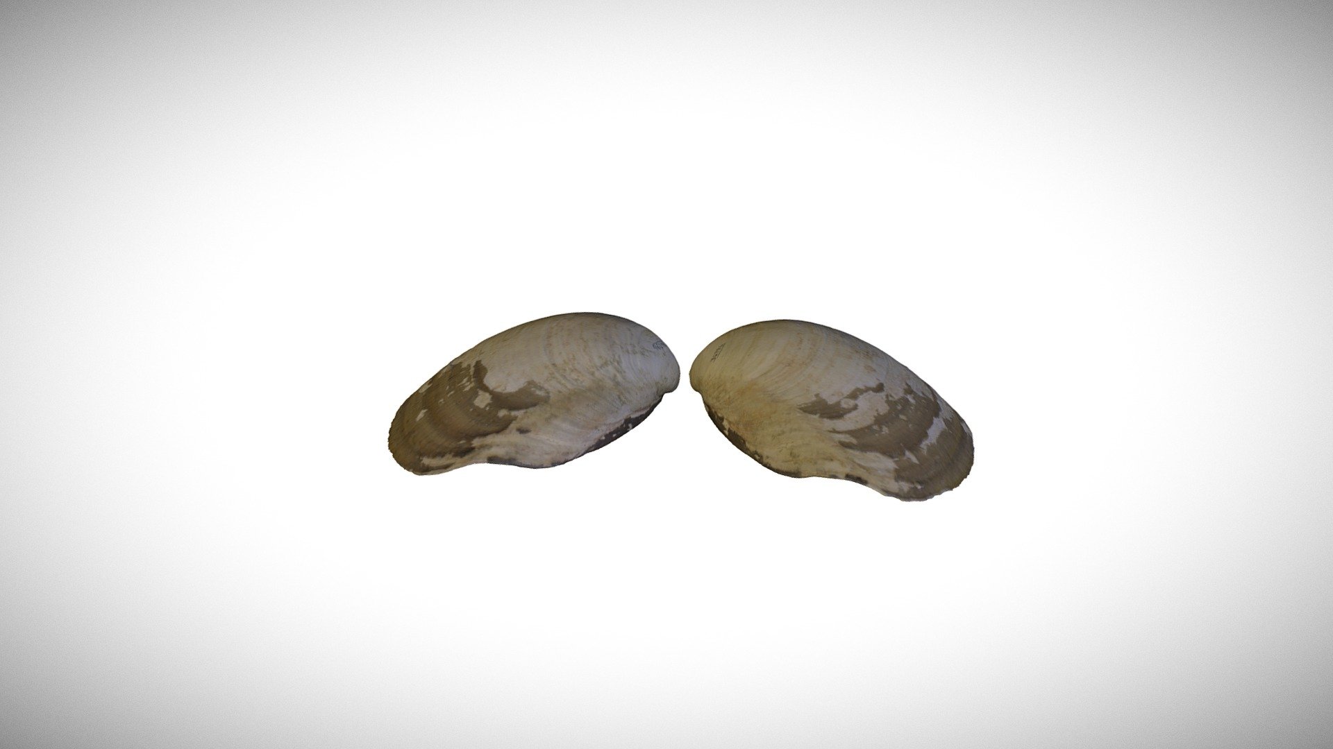 Tresus allomyax / CASIZ 93991 - 3D model by California Academy of ...