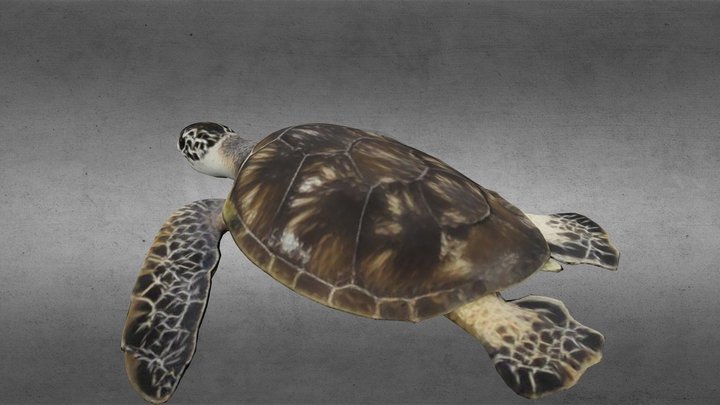 Sea Turtle (for the ScubaVerse) 3D Model