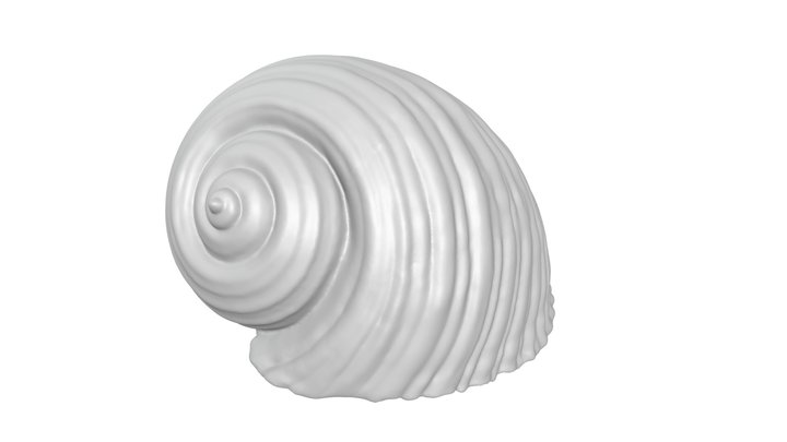 Shell - seashell - conch 3D Model