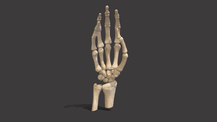 Bones of the hand 3D Model