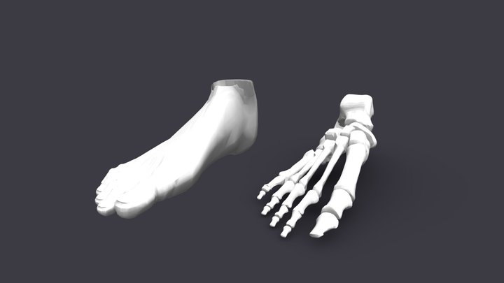 Foot Skeleton&Skin 3D Model