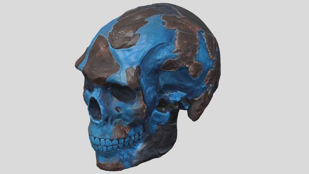 Omo Kibish I Skull Reconstruction Blue