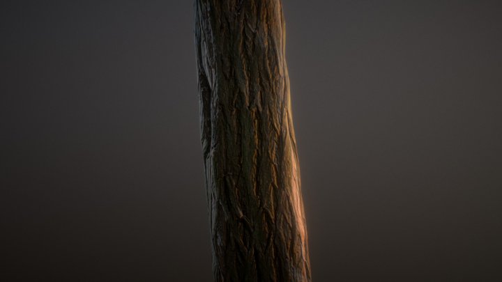 Tree Trunk - Photogrammetry Exercise 3D Model