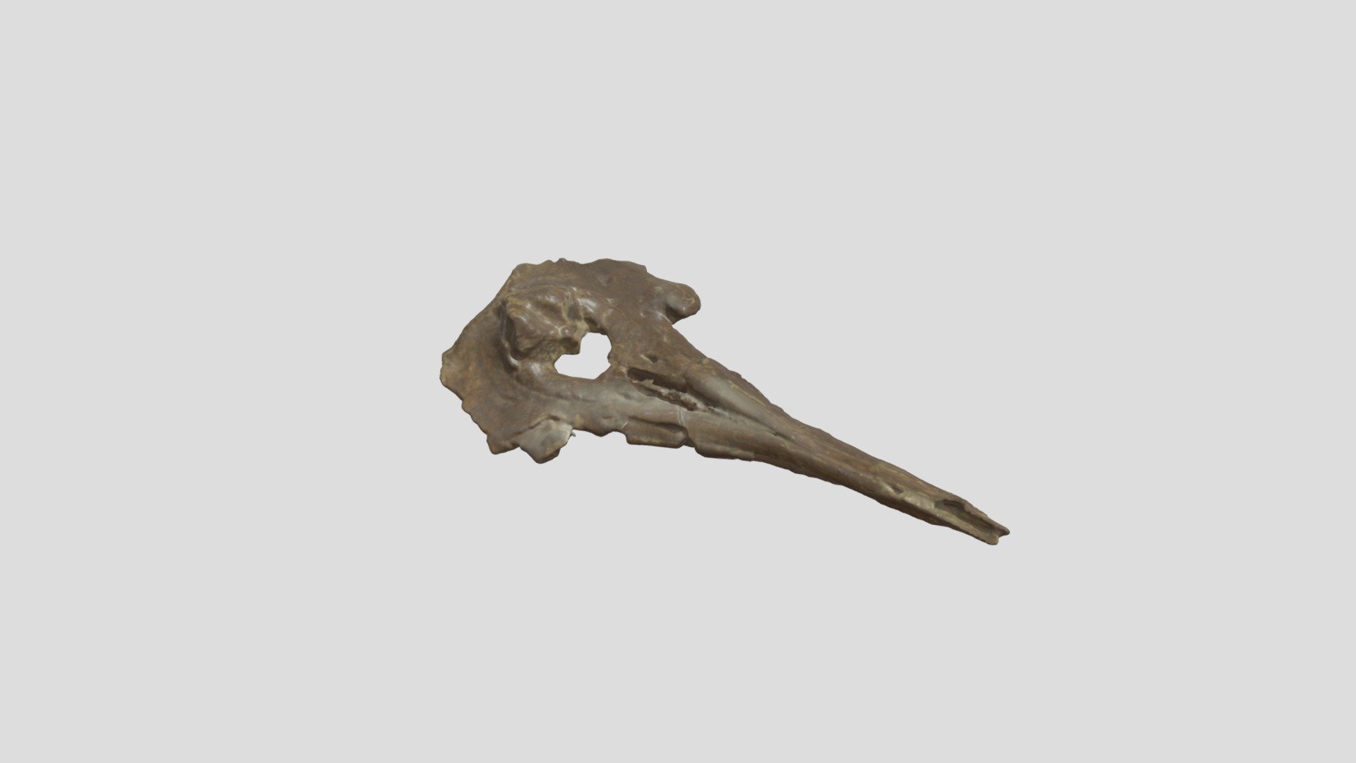 OCPC 40157 Atocetus nasalis skull - 3D model by Cooper_Lab [47b4c4c ...