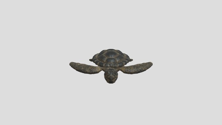 Seaturtle 3D Model