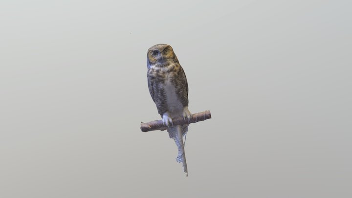 owl 3D Model