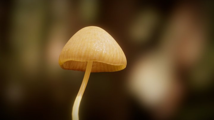 Mushroom 3D Model