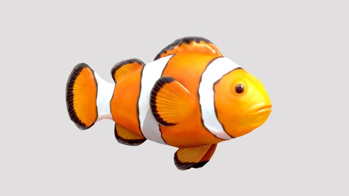 Clownfish 3D Model