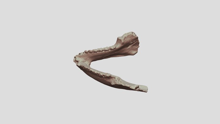 Adapis mandible 3D Model