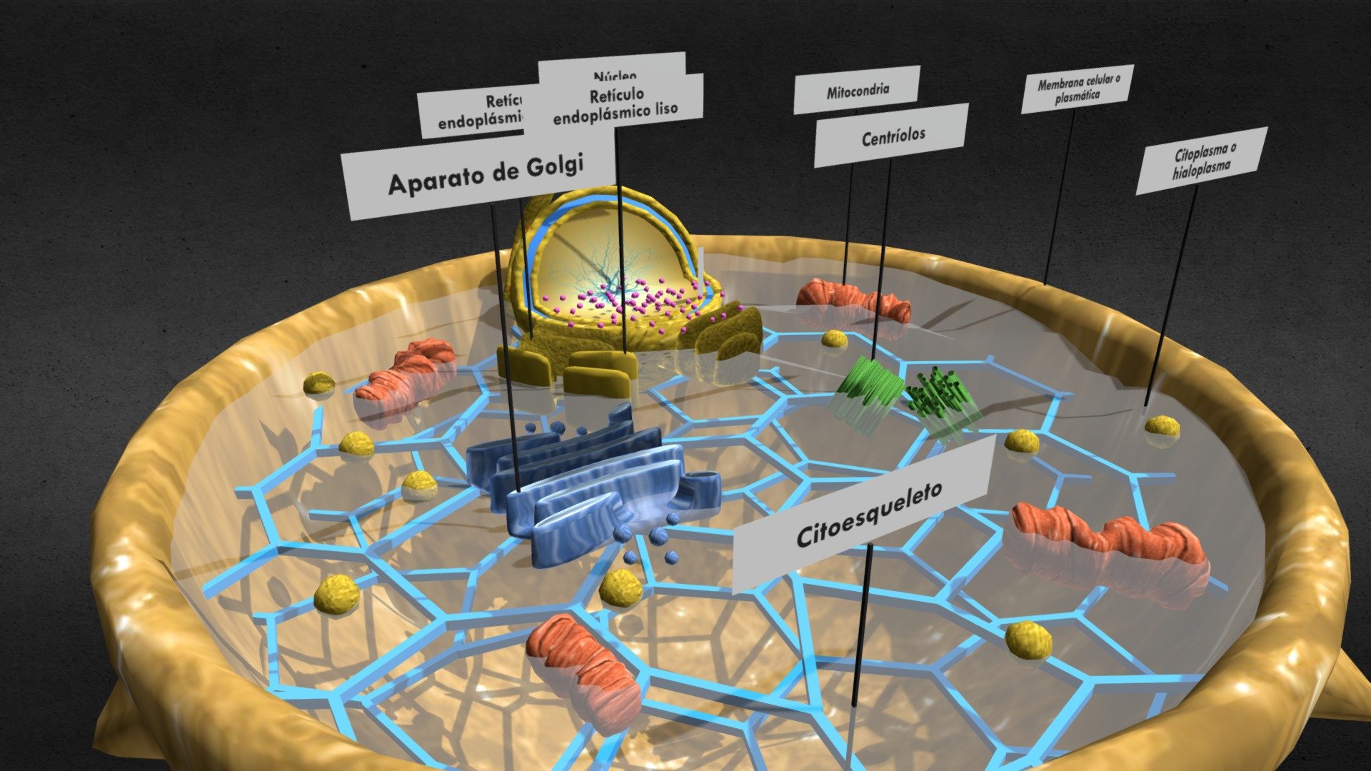 Célula animal 2 — Sketchfab embed 3D viewer