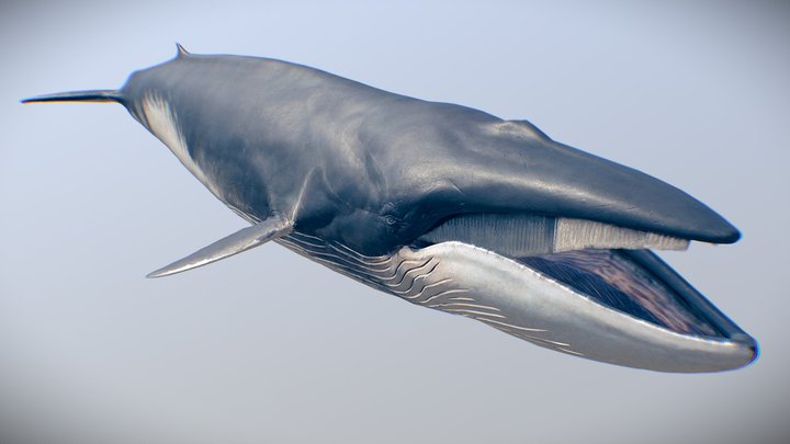 Fin Whale 3D Model