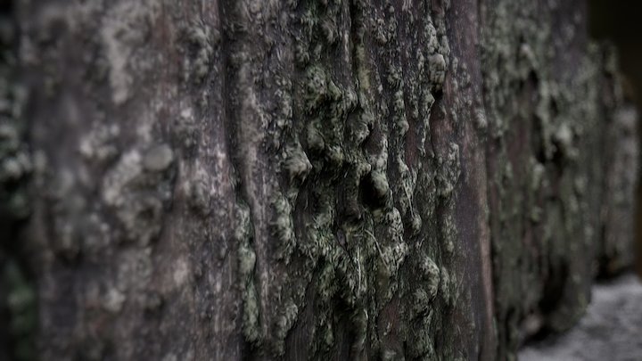 Barn Moss 3D Model