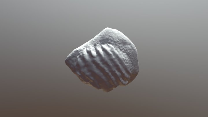 Fossil 3D Model
