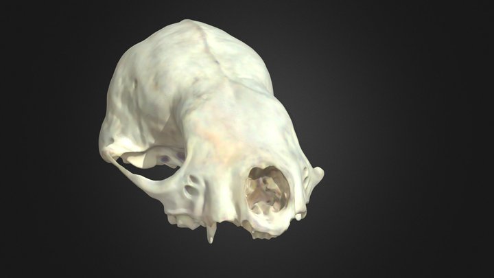Pequeño cráneo carnívoro | Small carnivore skull 3D Model