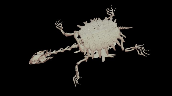 スッポン 🐢 CT scan 🦴 Soft-shelled Turtle