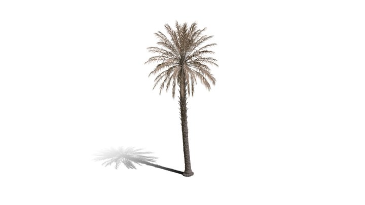 Realistic HD Date palm (62/78) 3D Model