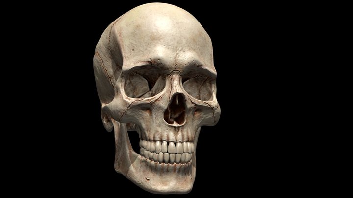 Human Skull 3D Model