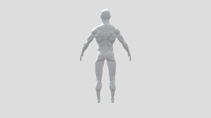 Male Study 3D Model