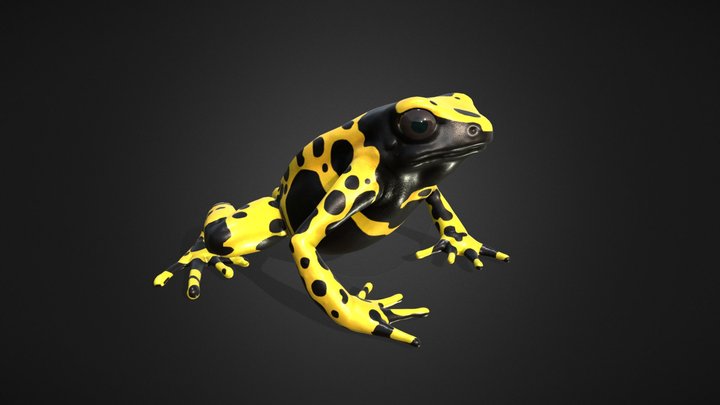 Frog 3D Model -Yellow Banded Poison Frog 3D Model