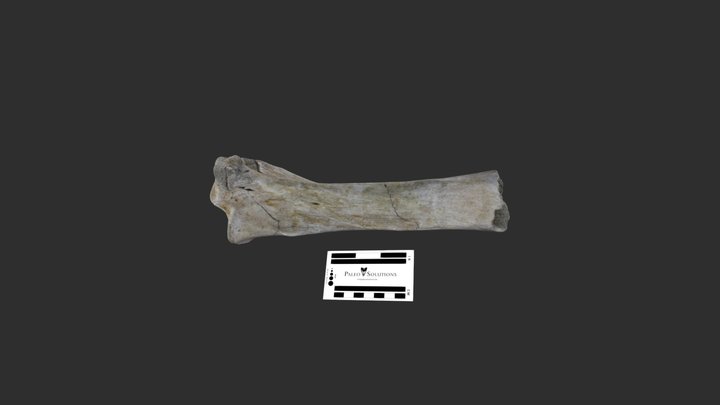 Bison antiquus tibia 3D Model