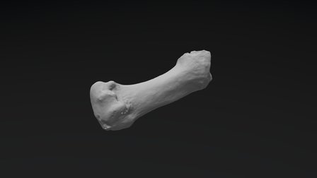 Falanje 3D Model