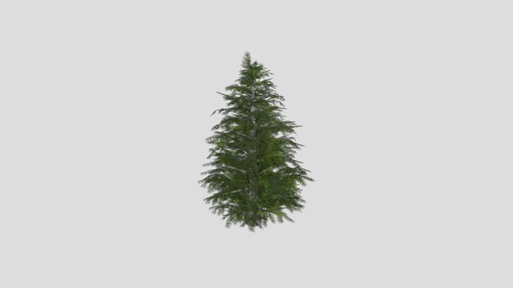 Spruce Tree 3D Model