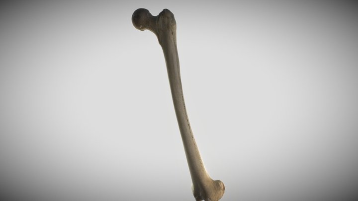 Fémur 3D Model