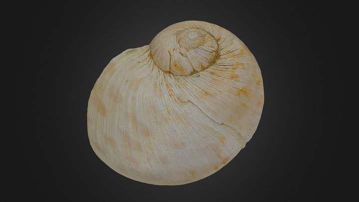 Naticarius hebraeus (Martyn, 1786) 3D Model