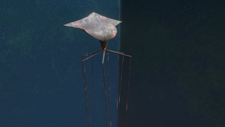 Bigfin Squid 3D Model