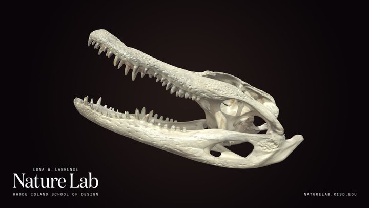 Alligator Skull