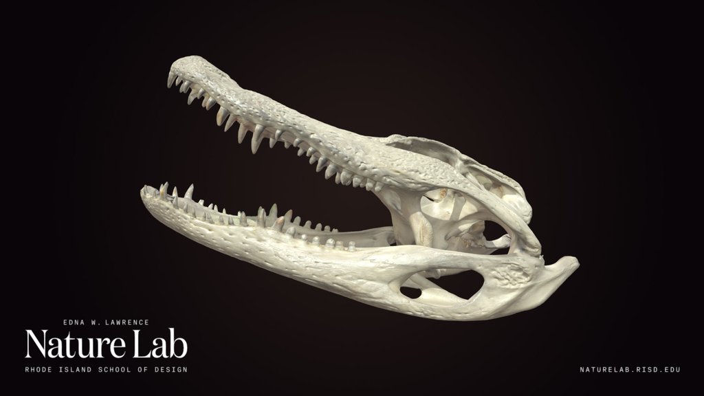 Alligator Skull