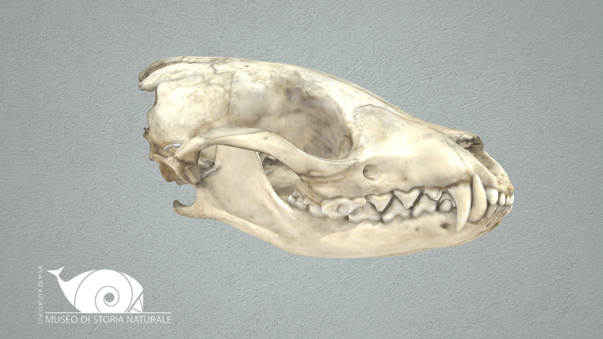 Large Indian civet - 3D model by Natural History Museum 