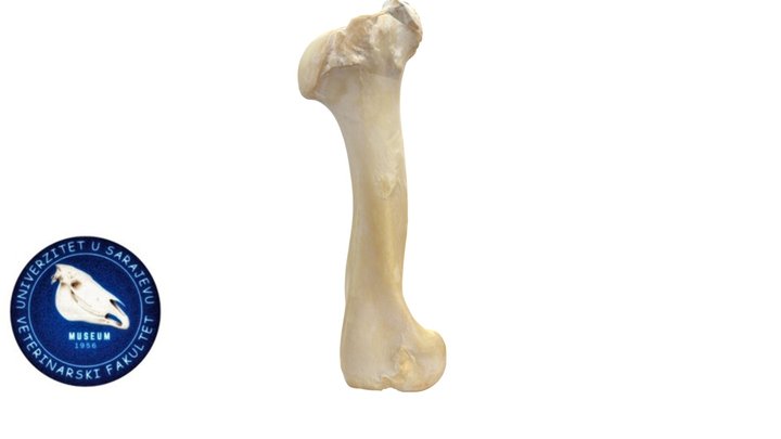 Humerus (horse) 3D Model