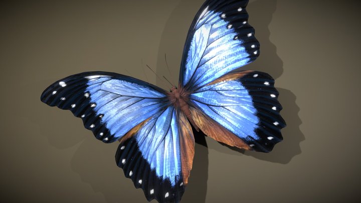 Butterfly 3D models - Sketchfab