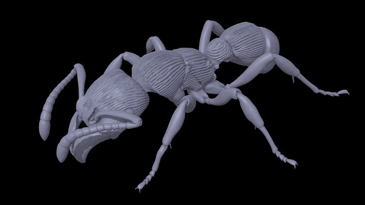 Poneracantha_triangularis – Kostenloses 3D-Modell STL