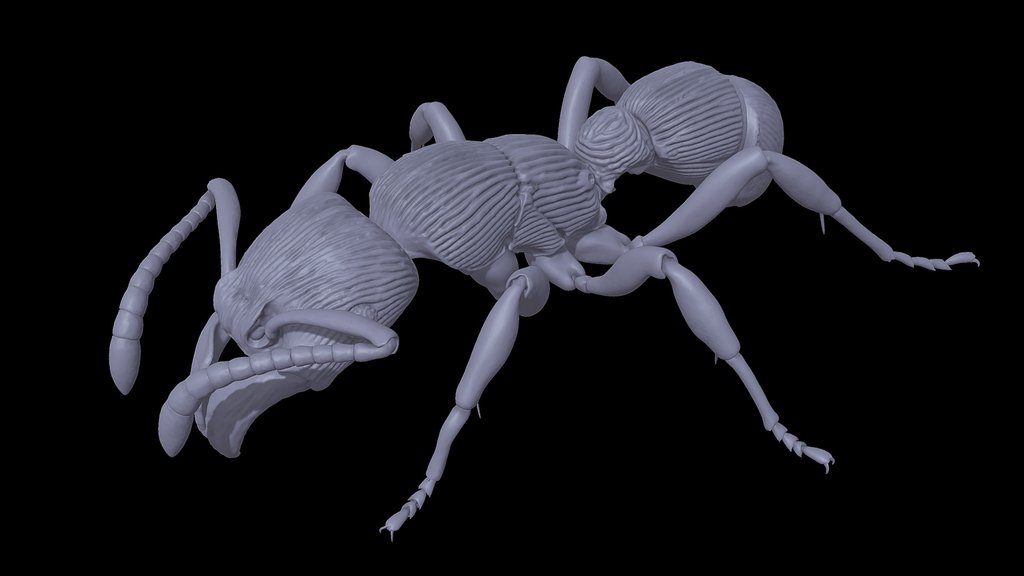 Poneracantha_triangularis